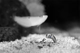 Sapphire ring – Small Gift Ideas — 6