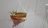 Adjustable Large Brass Cicada Gothic Jewelry Ring – Jewelry Gift Ideas — 4