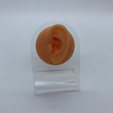 Soft Silicone Simulation Ear Model Studs Earrings – Holiday Gift Ideas — 13